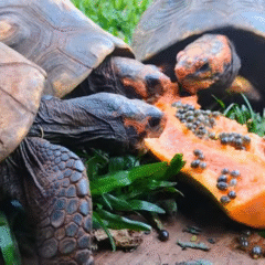 recantodosjabutis.site